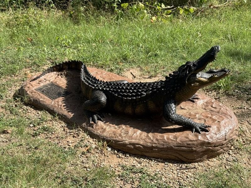 Snap & Scoot — American Alligator, Waco, Texas
