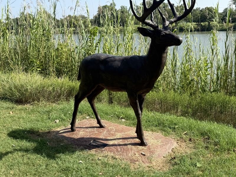 Duke — Whitetail, Waco, Texas