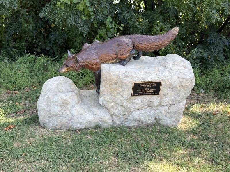 Whisper — Stalking Fox, Waco, Texas