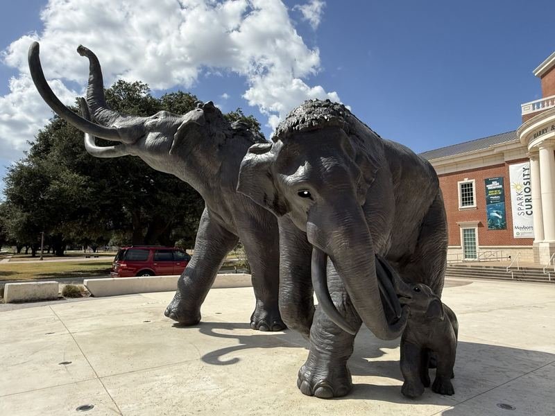 The First Herd — The whole family, from the plaza